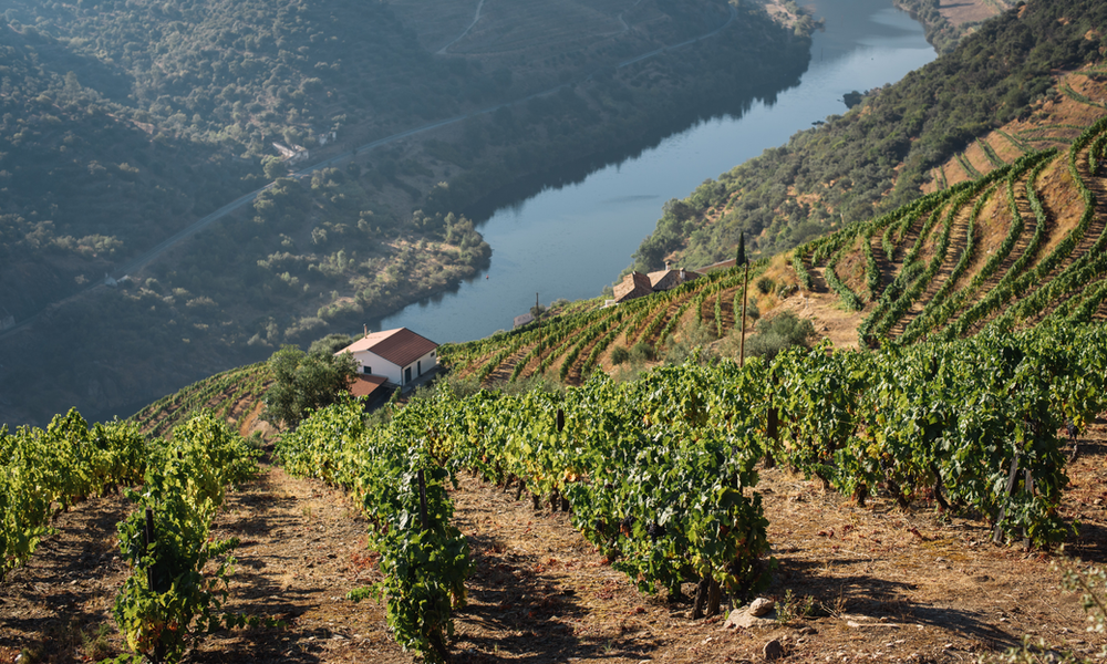 Le Douro Patrimoine Mondial commémore 20 ans avec un hymne et un vin, parmi 100 initiatives