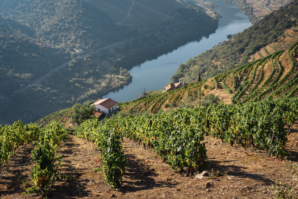 Le Douro Patrimoine Mondial commémore 20 ans avec un hymne et un vin, parmi 100 initiatives