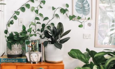 Plantes et décoration : 7 idées coup de coeur pour votre maison