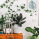 Plantes et décoration : 7 idées coup de coeur pour votre maison