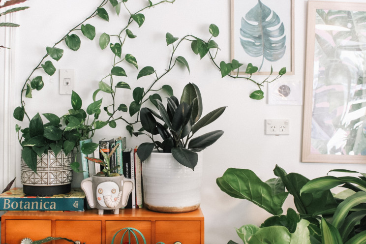 Plantes et décoration : 7 idées coup de coeur pour votre maison