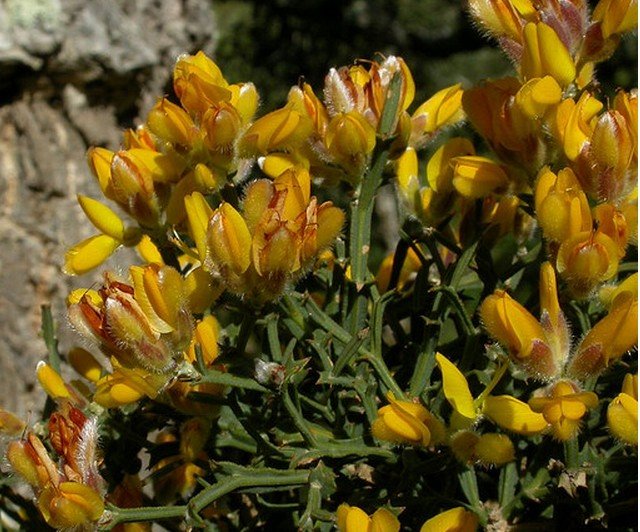 carqueja