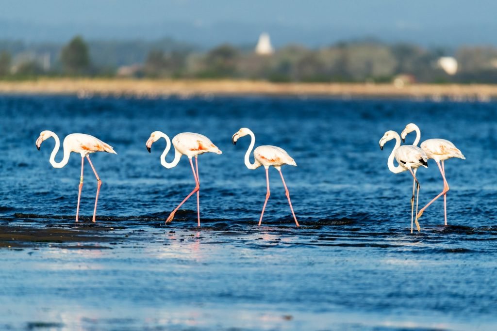 flamingos rose ria aveiro