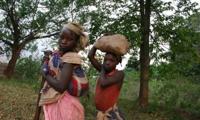 Le café guérit les blessures de Gorongosa