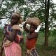 Le café guérit les blessures de Gorongosa