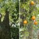 Brésil – Forêt atlantique : découverte de deux nouveaux fruits comestibles