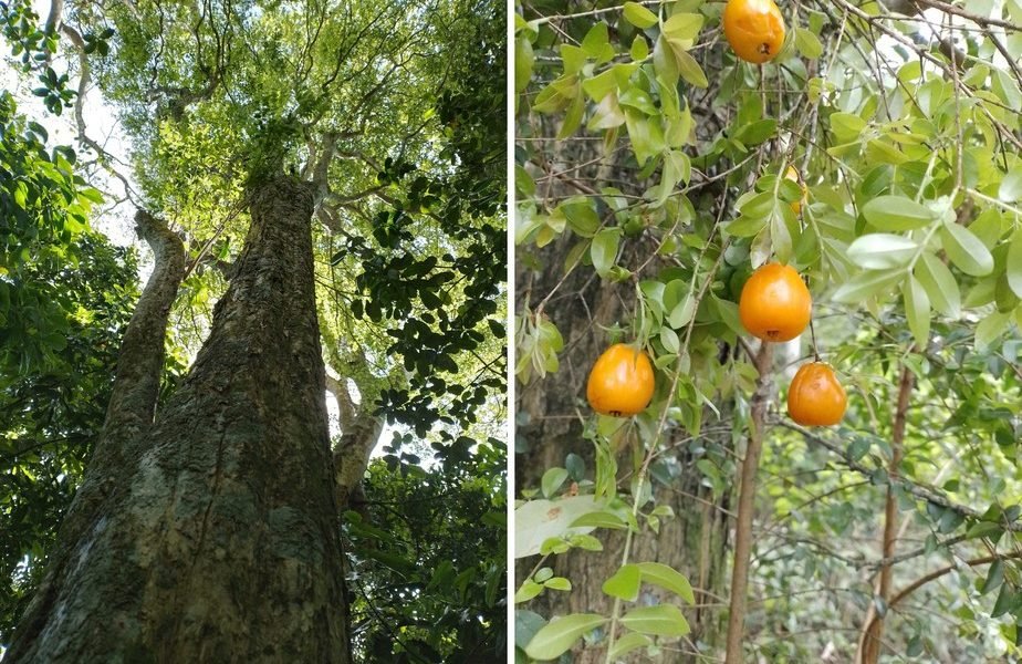 Brésil – Forêt atlantique : découverte de deux nouveaux fruits comestibles