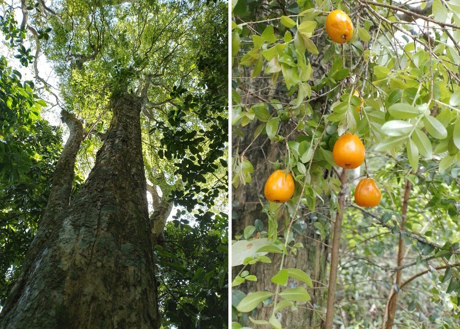 Brésil – Forêt atlantique : découverte de deux nouveaux fruits comestibles