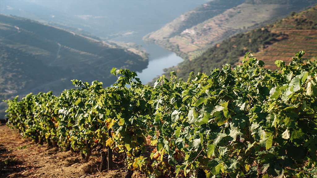 Wine Grapes douro photo01