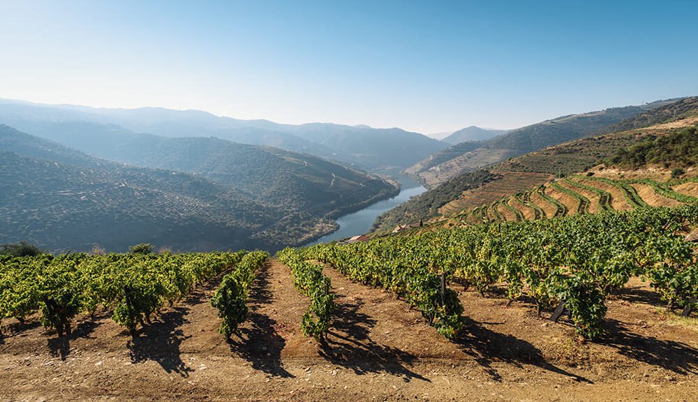 Un Voyage à Travers le Vin Portugais : Tradition, Goût et Terroir