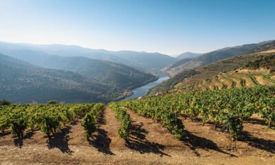 Un Voyage à Travers le Vin Portugais : Tradition, Goût et Terroir