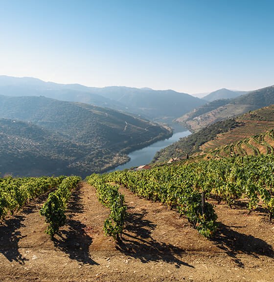 Un Voyage à Travers le Vin Portugais : Tradition, Goût et Terroir