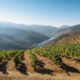 Un Voyage à Travers le Vin Portugais : Tradition, Goût et Terroir