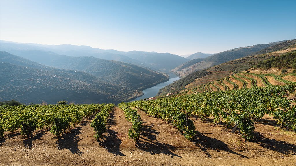 Un Voyage à Travers le Vin Portugais : Tradition, Goût et Terroir