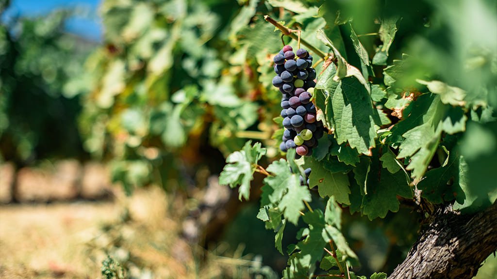 Wine Grapes photo01